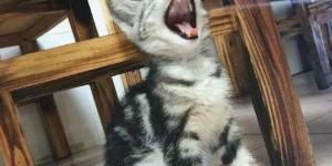 猫咪除了卖萌还能干啥？盘点猫咪的趣味副业