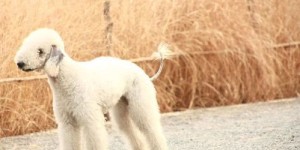 贝德灵顿犬价格是多少？附带高清图片欣赏！