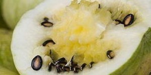 如何高效种植西瓜籽瓜？详细视频教程解读关键种植要点都在这！