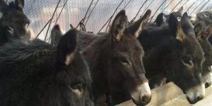 养驴与养牛，究竟哪项养殖更赚钱？