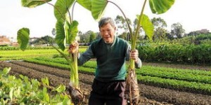 2024年种植芋头能否带来可观收益？