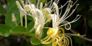 农村种植金银花有哪些盈利途径？