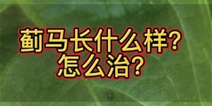 麦芽究竟长什么样？带你一探究竟的麦芽形态解析