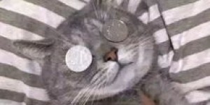熊猫聊副业，真的靠谱吗？别被这些骗局蒙蔽双眼！