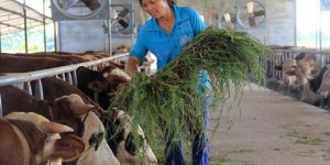 养牛养猪该种哪些牧草才能实现高收益？