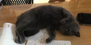 二哈是如何在副业中找到成功之路的？你好奇吗？