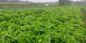 农民工种植哪些蔬菜能实现高 earnings？