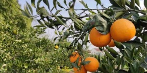 2024年果农种植哪种水果最赚钱？您知道吗？