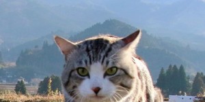 猫咪有哪些适合的副业选择？如何让宠物猫创造额外价值？