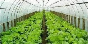 何时种植蔬菜能实现盈利？把握最佳时机