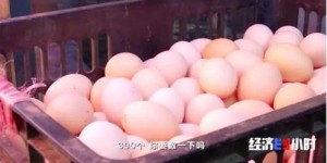 农村购买土鸡蛋，能否实现盈利？投资前景如何？