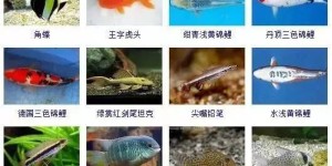 哪里可以找到免费的全套寻鱼素材自助网站大全？
