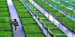 农村种植哪种食用菌最赚钱？选择与效益分析