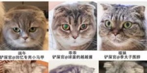 猫爪也能赚钱？揭秘猫咪经济背后的吸金秘诀
