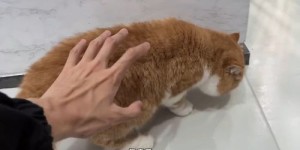 如何在享受撸猫乐趣的同时实现赚钱？