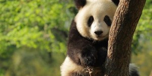 熊猫侠打码事件真实性存疑，究竟是真是假？