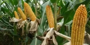 什么样的玉米种植方式能带来最高收益？