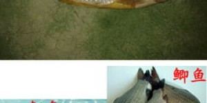 养草鱼和鲤鱼真的能赚钱吗？经济效益如何？