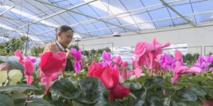 南方农村种植哪些花卉能带来经济效益？