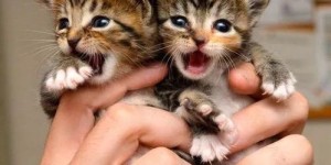 如何通过养猫繁育开启高收益副业？你准备好了吗？