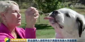 如何做到每天遛狗还能月入过万？你不知道的赚钱秘诀！