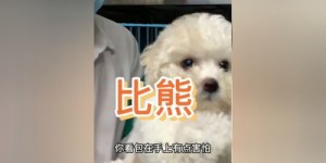 东莞开设加盟犬舍能否实现盈利？
