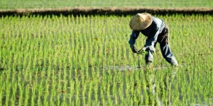 农村种粮如何高效盈利？实用赚钱技巧视频详解