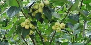 2024年种植哪种果树最赚钱？选择对了收益翻倍！