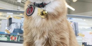 猫咪自主营业，仅凭二维码就能赚生活费，这是真的吗？