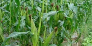 糯玉米种植真的能带来可观收益吗？
