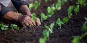 什么样的农作物种植最赚钱？农民朋友必看的选择指南