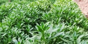 2023年种植哪种草药最具盈利潜力？如何选择高收益品种？