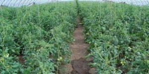 冷棚种植西红柿能否带来可观收益？