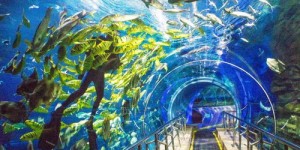 你是否想探索太平洋海底世界的兼职机会？