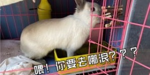 兔子独自在家开展副业，究竟在做些什么？