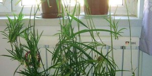 冬季居家种植植物如何实现盈利？实用技巧大公开