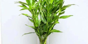 富贵竹真的能带来财富吗？种植它如何实现盈利？
