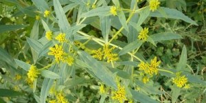东北种植哪种植物收益最高？专家解析热门作物盈利排行