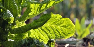 冬季种植哪些经济作物能带来高收益？