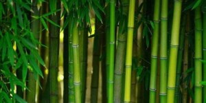 竹子种植真的能带来经济效益吗？投资竹子是否值得考虑？