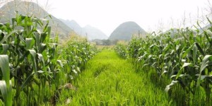 东北农业种植哪些作物最具盈利潜力？