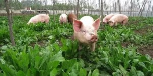 养猪致富，选哪种牧草效益最高？你知道吗？