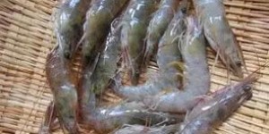 冷冻虾解冻后销售，真的能带来可观的利润吗？