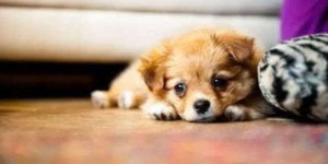 狗源和狗媛分别指什么？两者含义有何不同？