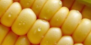 别人种植玉米真的能赚钱吗？经济效益如何评估？