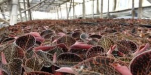 在广西种植哪些植物能带来高收益？