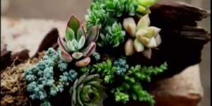 如何通过养殖多肉植物实现盈利？你真的了解其中的门道吗？