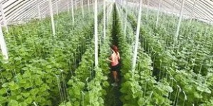 露天种植哪种蔬菜最赚钱？选择与收益分析