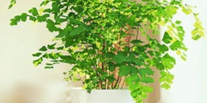 当前时节养殖哪种植物最具盈利潜力？适合栽培的植物有哪些？