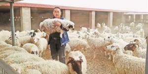 不养羊还能做什么生意才能真正赚钱？